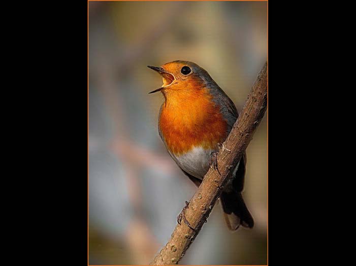 nature image 06